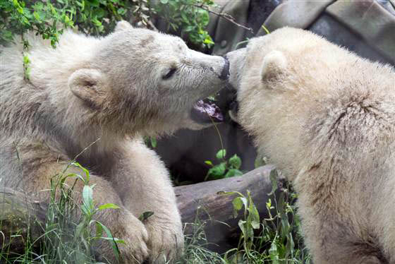 アメリカ・ニューヨーク州 バッファロー動物園でのルナとカリーの同居は順調に推移_a0151913_2118250.jpg