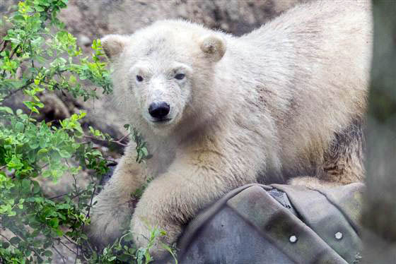 アメリカ・ニューヨーク州 バッファロー動物園でのルナとカリーの同居は順調に推移_a0151913_21471914.jpg