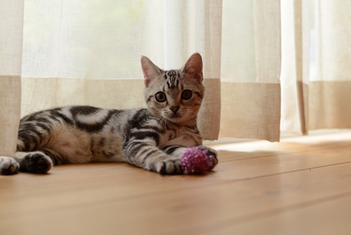 本日のどらねこハリー お気に入りのおもちゃは キラキラ ボール ツルカメ Days