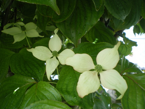 e0128024_1527065.jpg