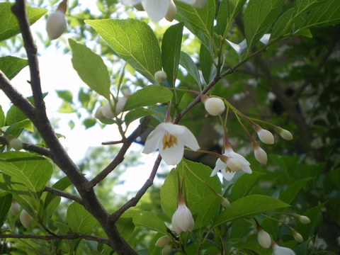 e0128024_1527289.jpg