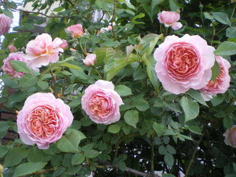 e0128024_15273762.jpg