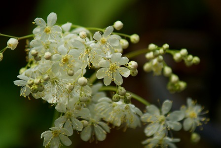 f0170524_8104961.jpg