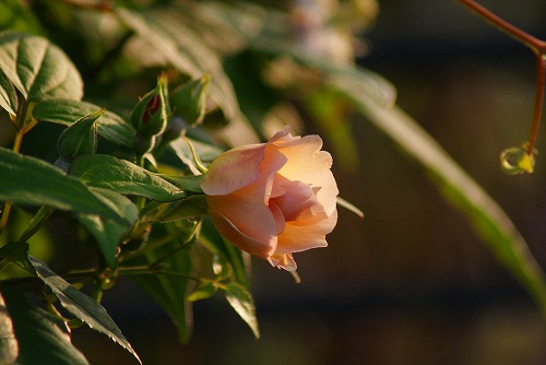 f0170524_8272420.jpg