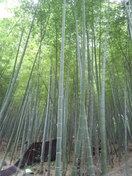 ちくりんの森へ_b0174425_19402836.jpg