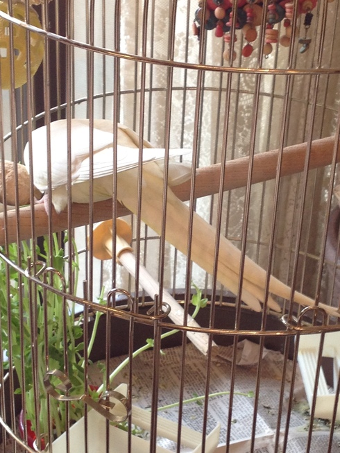 保護中の迷子のオカメインコ（ルチノー）の特徴について_a0137727_13243024.jpg
