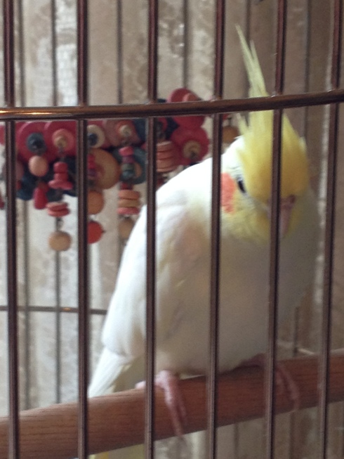 保護中の迷子のオカメインコ（ルチノー）の特徴について_a0137727_13255430.jpg