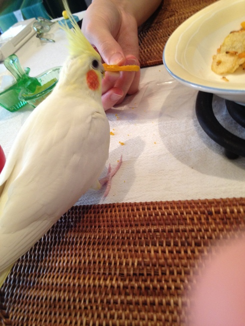 保護中の迷子のオカメインコ（ルチノー）の特徴について_a0137727_13262863.jpg