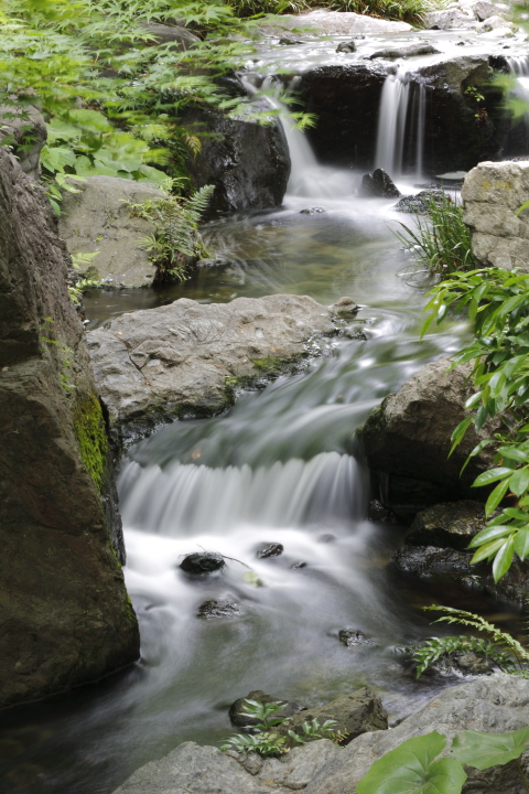 初夏　【白鳥庭園 2013】_f0253927_17383946.jpg