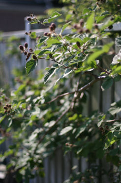 f0002534_20222394.jpg