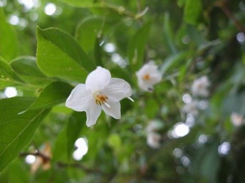 初夏の山_c0026142_2335870.jpg