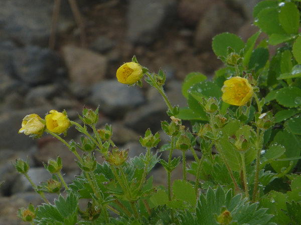 20130623_月山（湯殿山口）_c0081645_025194.jpg