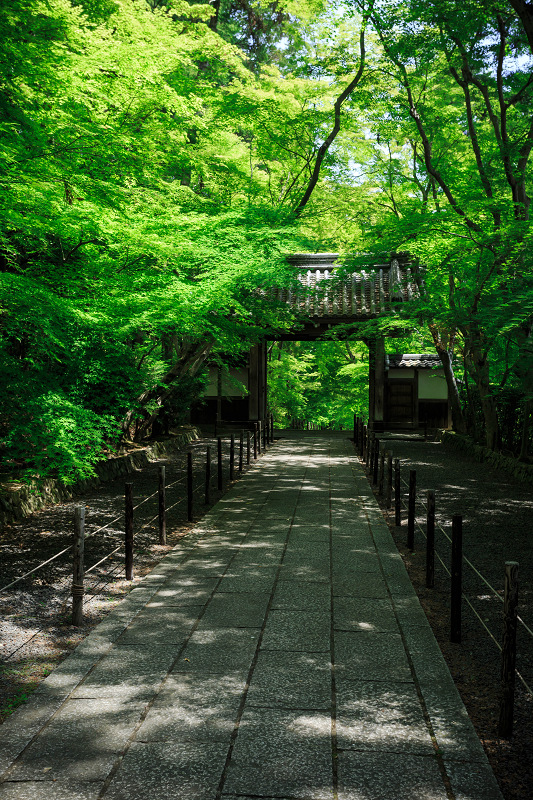 緑の粟生光明寺_f0155048_7534858.jpg