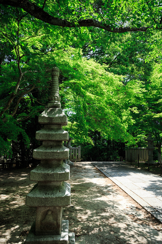 緑の粟生光明寺_f0155048_7541436.jpg