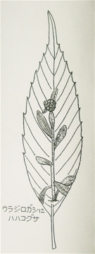 『木の葉絵 Leaf Art』 ウラジロガシ Quercus salicina、ハハコグサ_a0083553_940298.jpg