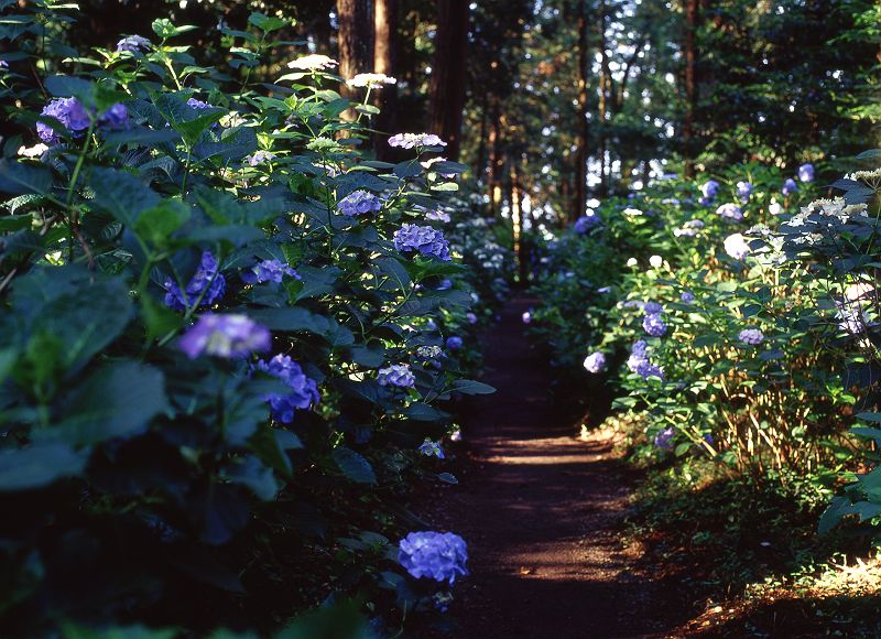 紫陽花の花　その2・・・_f0169053_21221951.jpg