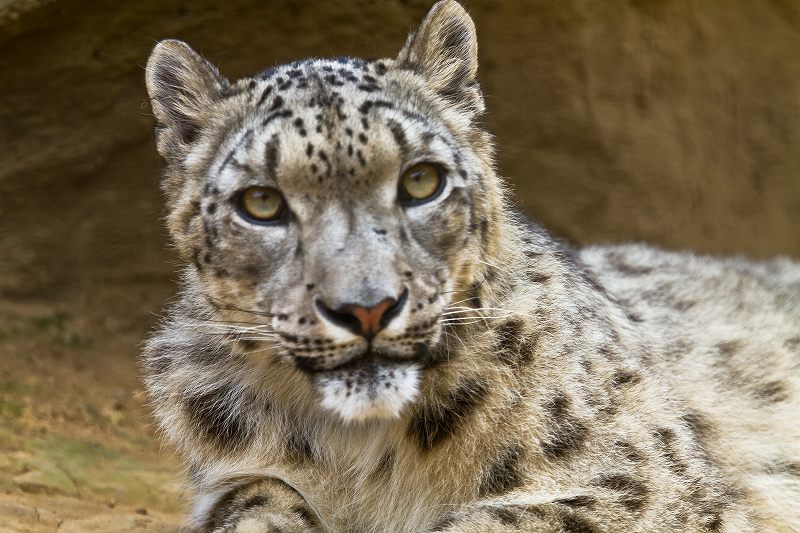 多摩動物園のユキヒョウ_f0044056_71256.jpg