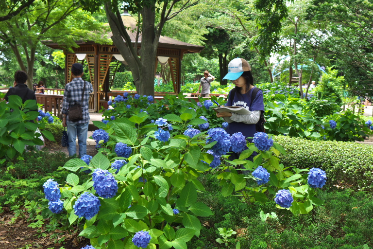 相模原麻溝公園　　2013-6-22_d0237959_18255478.jpg