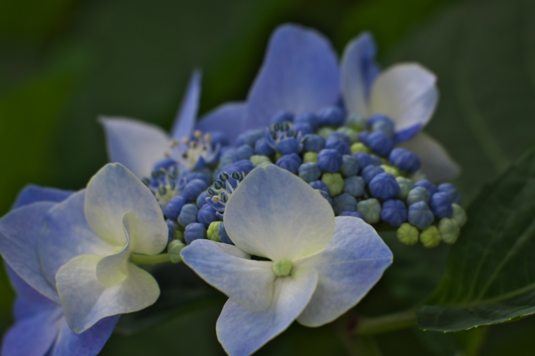 相模原麻溝公園　　2013-6-22_d0237959_18264216.jpg