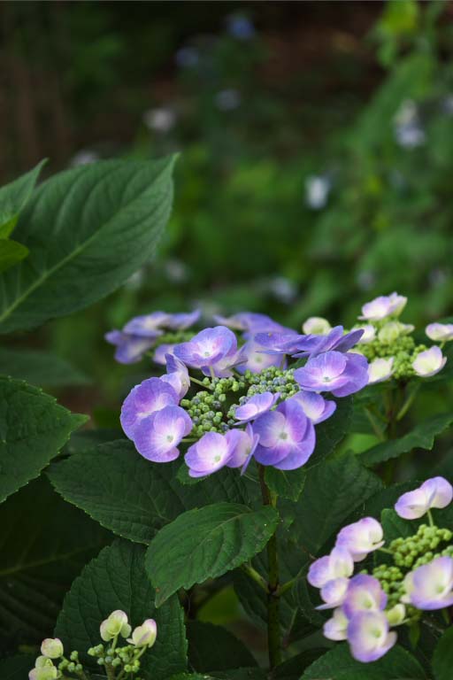 相模原麻溝公園　　2013-6-22_d0237959_18275548.jpg