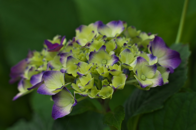 相模原麻溝公園　　2013-6-22_d0237959_1829986.jpg