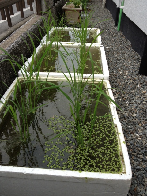 田植え・・・その後。_e0237660_174395.jpg