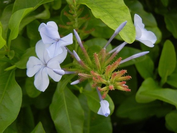 ’13,6,25(火)「野の花スケッチブック」!_f0060461_11243539.jpg