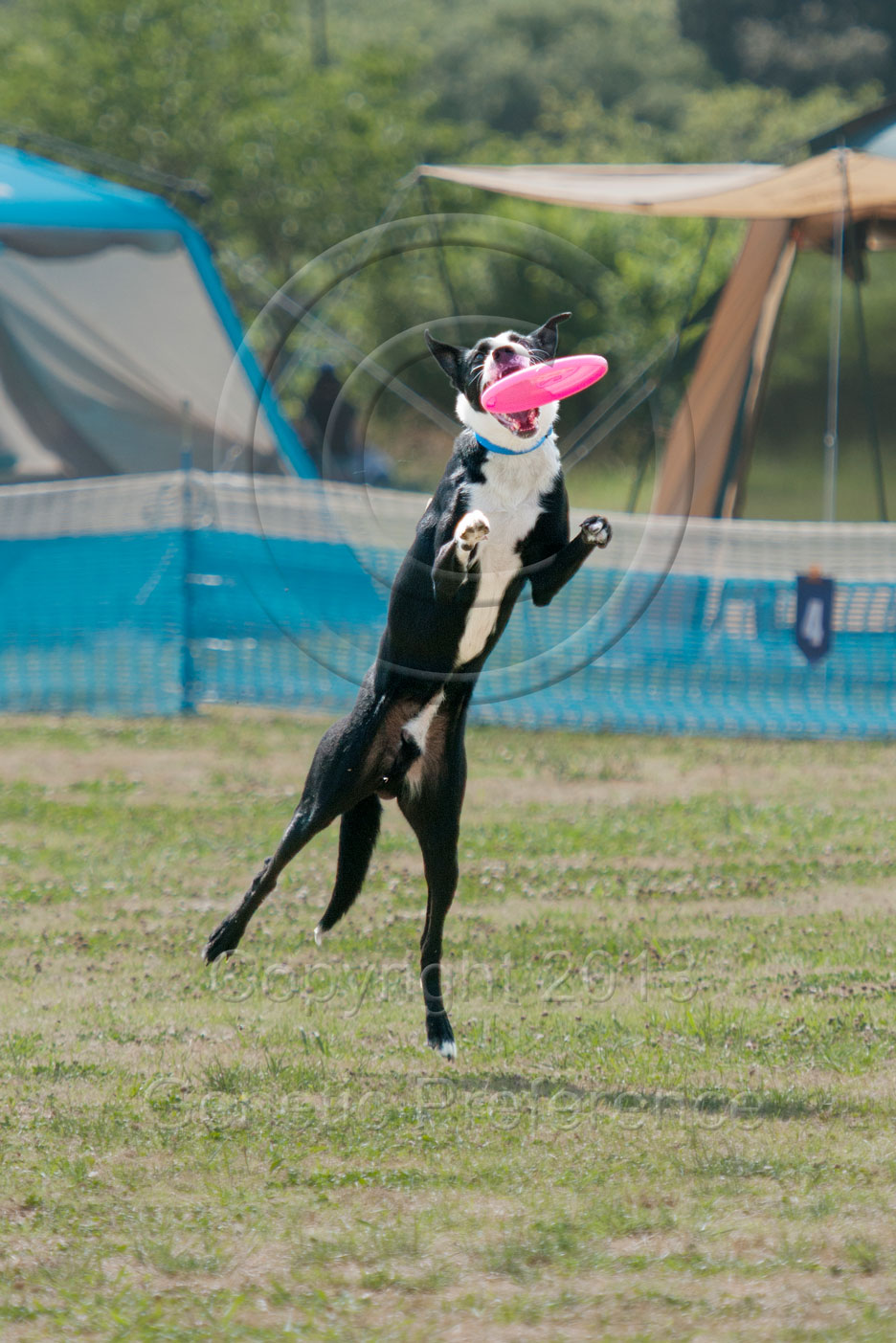 K9 WestDiv.GAME5th 神戸農業公園 Vol.4_a0111162_16292554.jpg