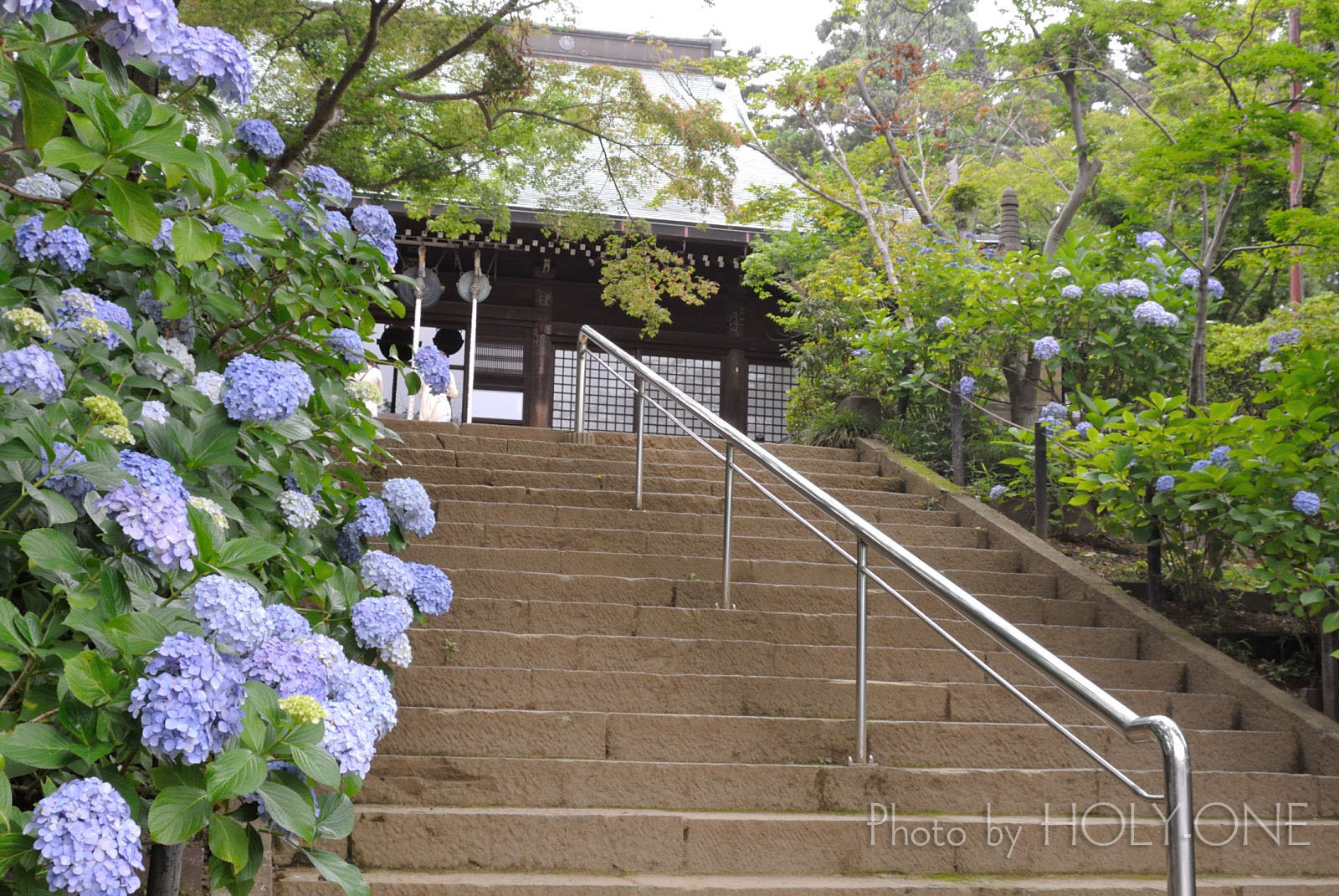 あじさい寺 本土寺に撮影行ってきました Holy One あじさい寺 本土寺に撮影行ってきました Holy One
