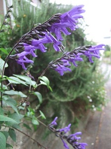 e0225164_8132357.jpg