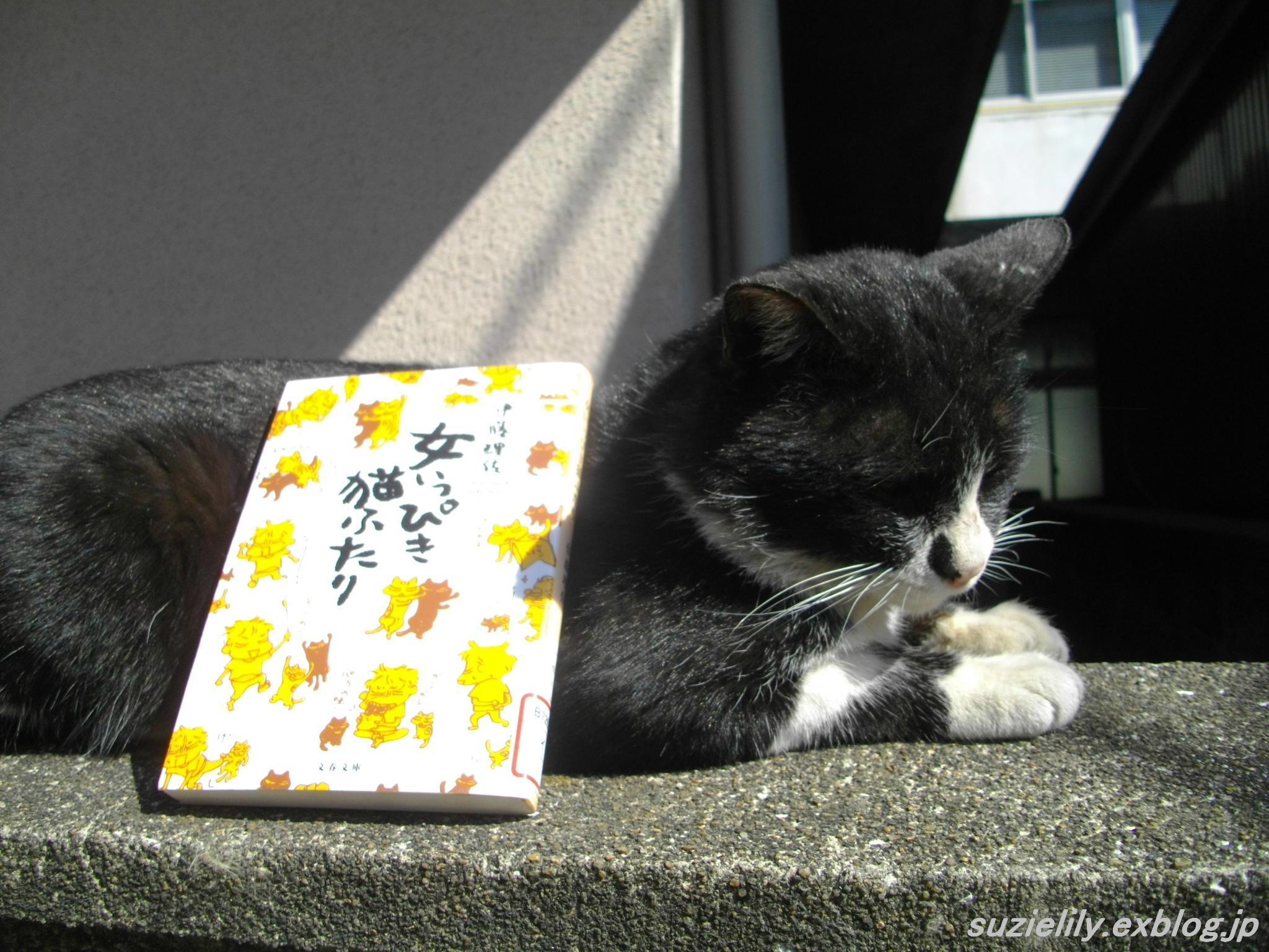 須磨章「猫は犬より働いた」_e0265768_23102692.jpg