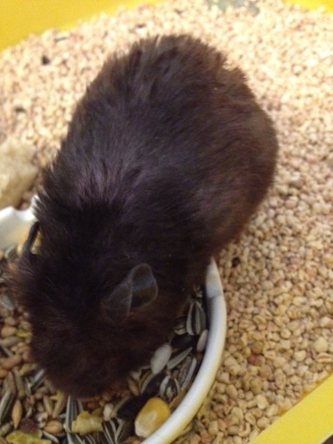 17/06/2013 ギーゴと私と初エンパ_a0136671_2413864.jpg