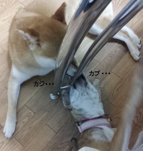 変な犬の遊び_f0253473_21572256.jpg