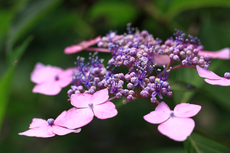 植物園　紫陽花編_f0224083_23491655.jpg