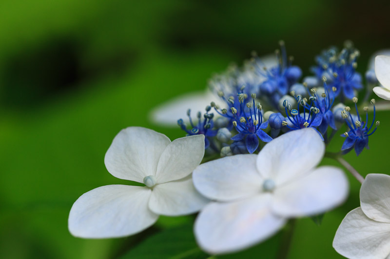 植物園　紫陽花編_f0224083_2349193.jpg