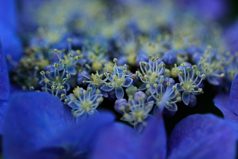 植物園　紫陽花編_f0224083_2349386.jpg