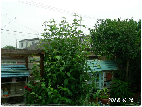 b0096584_20483166.jpg
