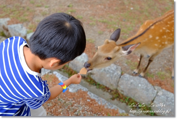 奈良公園へ鹿を見にGo!　オクトーバーフェストもね♪　～2013.6 奈良～_a0157597_640990.jpg
