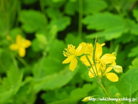 気分は山ガ～ルで野の花観賞　(3)バート・ベアトリッヒ_d0224200_19183972.jpg