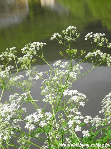 気分は山ガ～ルで野の花観賞　(3)バート・ベアトリッヒ_d0224200_1918591.jpg