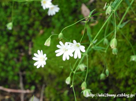 気分は山ガ～ルで野の花観賞　(3)バート・ベアトリッヒ_d0224200_19221449.jpg