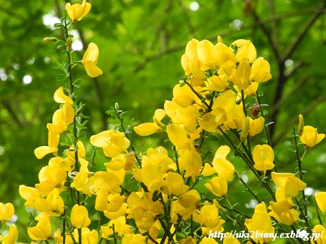 気分は山ガ～ルで野の花観賞　(3)バート・ベアトリッヒ_d0224200_19242998.jpg