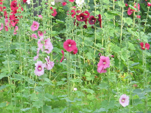 畑庭園に咲く タチアオイ 立葵 花葵 コケコッコ花 6月26日 米沢より愛をこめて 畑庭園に咲く タチアオイ 立葵 花葵 コケコッコ花 6月26日 米沢より愛をこめて