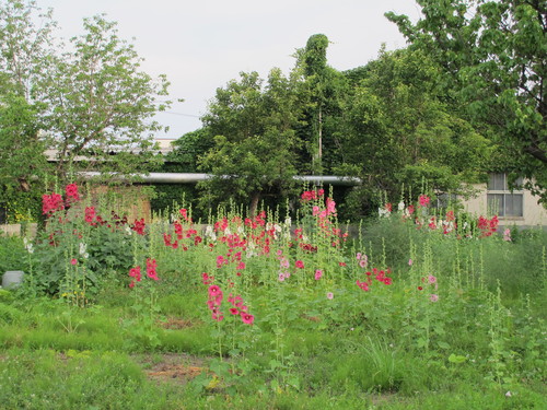畑庭園に咲く、タチアオイ・立葵・花葵・コケコッコ花：6月26