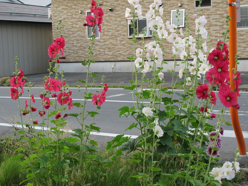 交差点の両側に咲く、タチアオイ・立葵・花葵・コケコッコ花：６月２６日_c0075701_742319.jpg