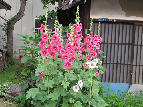 交差点の両側に咲く タチアオイ 立葵 花葵 コケコッコ花 ６月２６日 米沢より愛をこめて