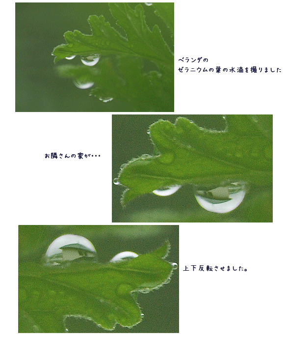 水滴にお隣さん & 横浜へ _c0051105_214804.gif