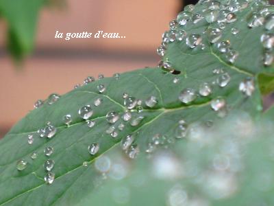 青梅雨 あおつゆ 美しき6月 花が教えてくれたこと 青梅雨 あおつゆ 美しき6月 花が教えてくれたこと