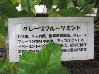 恵みの雨より・・・。_d0091909_15512952.jpg