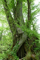 花咲き乱れる籾糠山(1744m)_d0264710_1221824.jpg